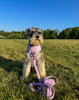 Lavender Daze adjustable harness