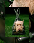 The Jelly Barkin