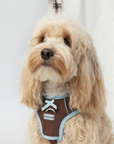 Chelsea Everyday Sporty H-shape Harness--Brown&Blue