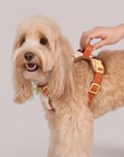 Adjustable No-Pull Dog Harness