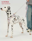 Adjustable Leather Dog Harness and Leash