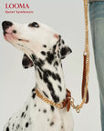 Dog Leash and Collar Set Heavy Duty Chain Pet Leash