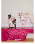 Playful Circus Lounge Pet Set