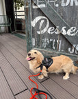 Urban Barkin Leather Walking Set
