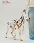 Adjustable Leather Dog Harness and Leash