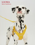Adjustable Leather Dog Harness and Leash