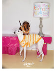 Honey Stripe Knit Pet Vest