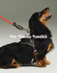 Urban Barkin Leather Walking Set