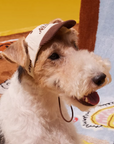 Clubhouse Classic Pet Cap