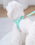 Color Gemstone Harness