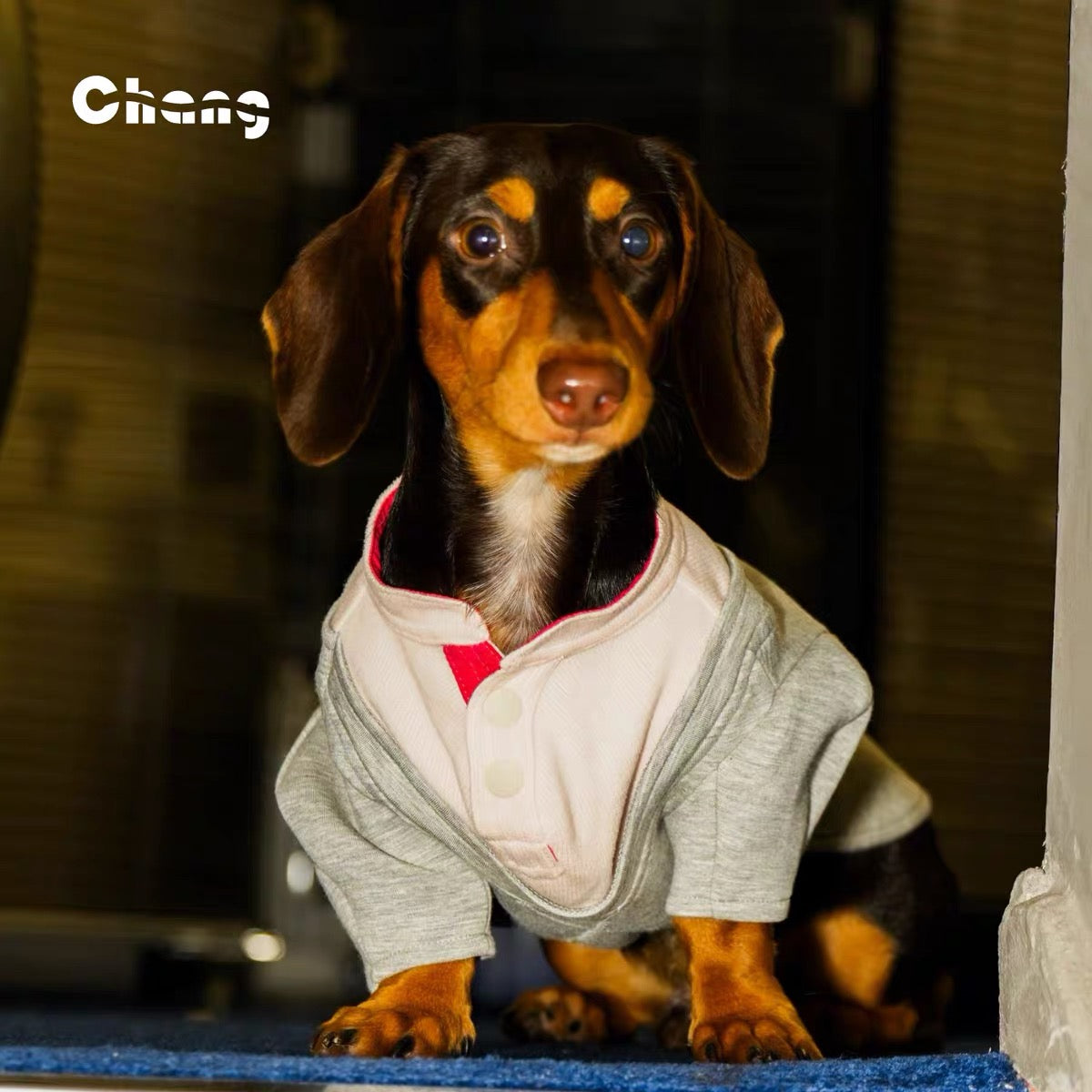 Varsity Pup Sweatshirt
