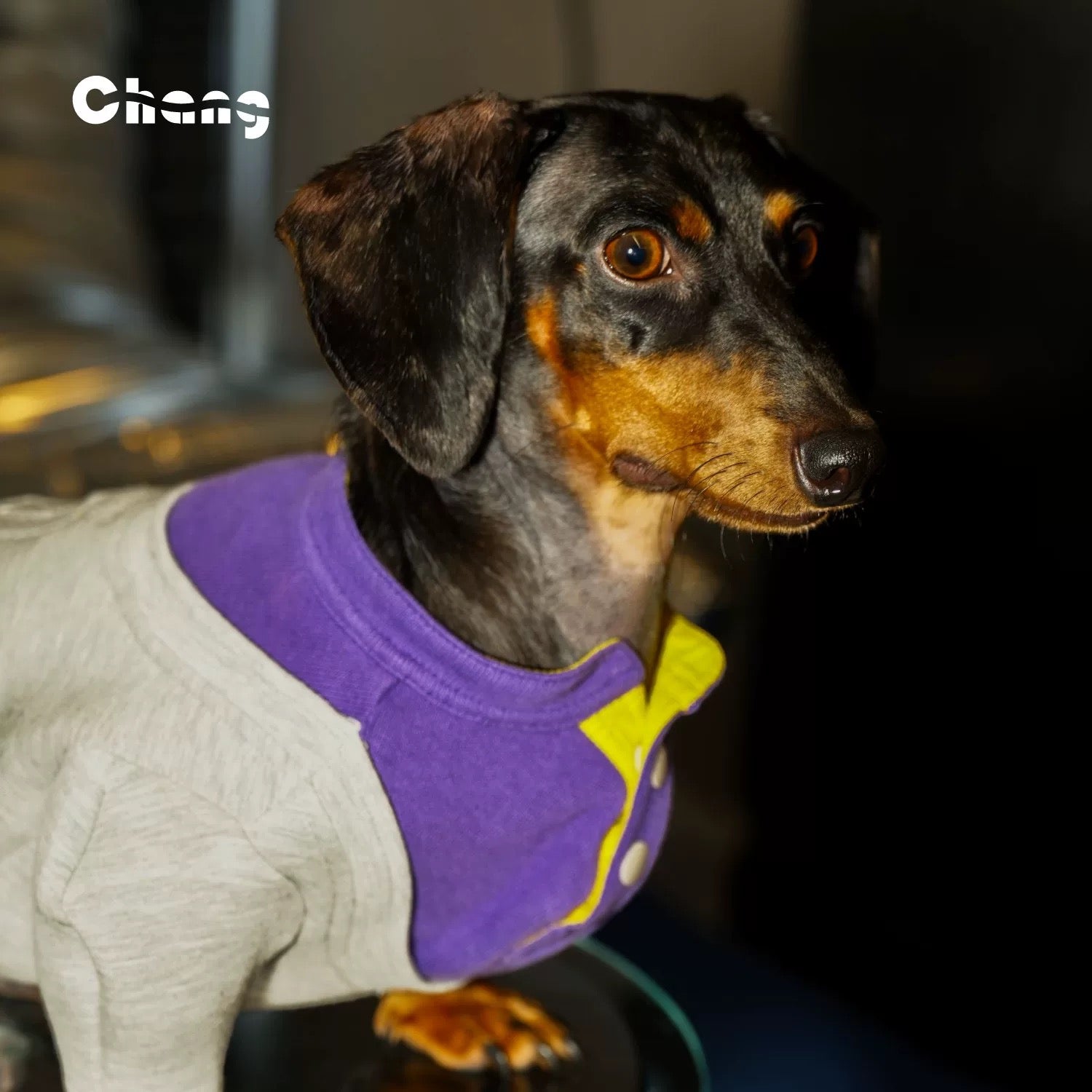 Varsity Pup Sweatshirt
