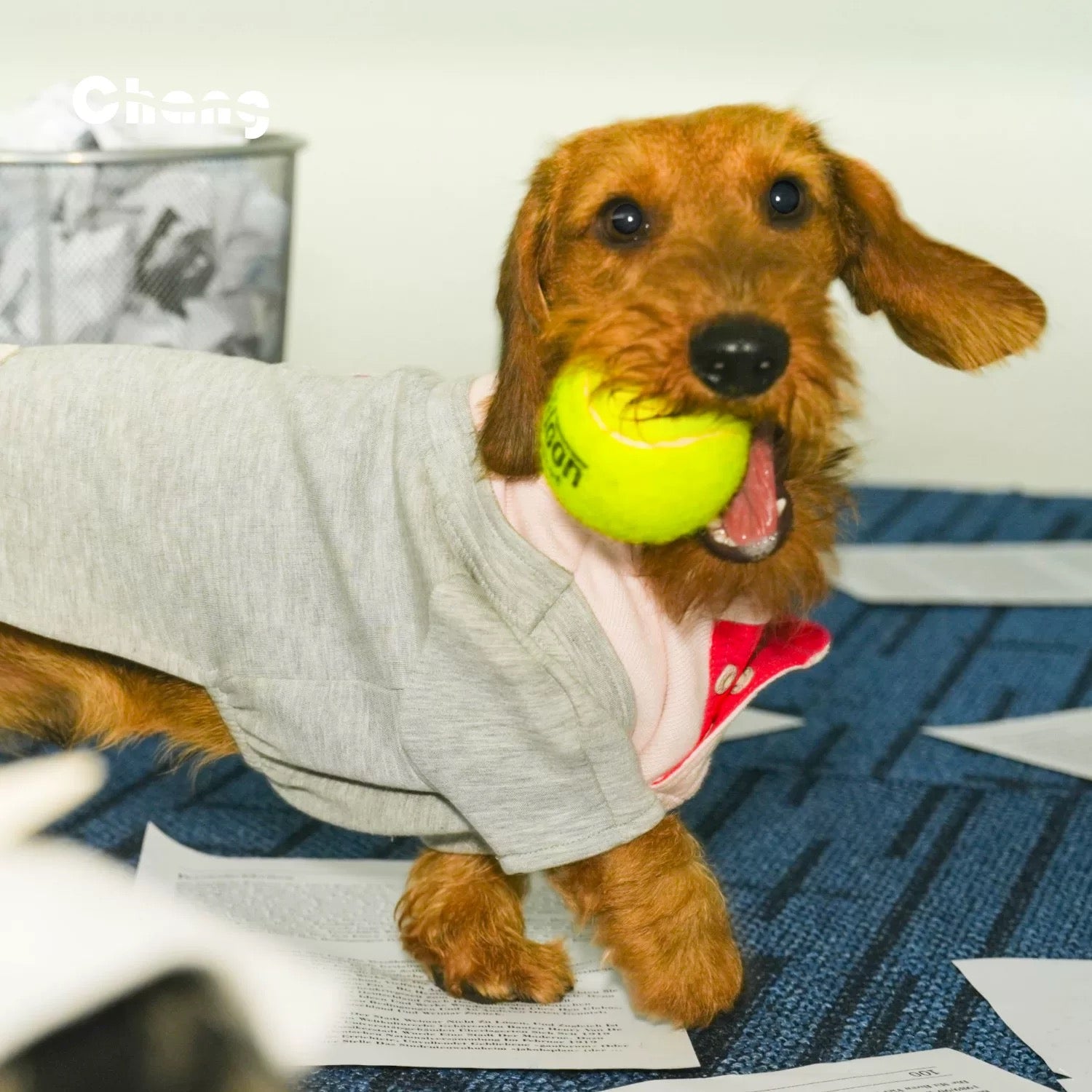 Varsity Pup Sweatshirt