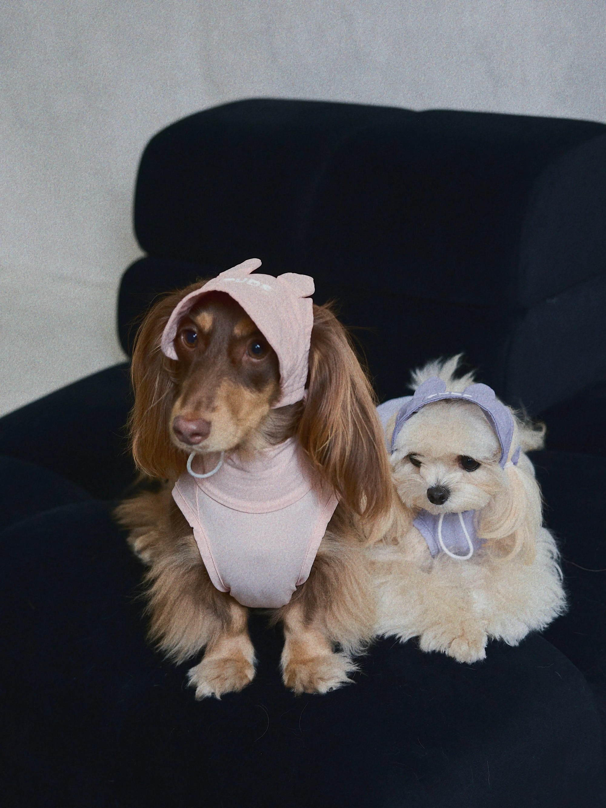 How to Build a Luxury Pet Wardrobe: The Ultimate Guide to Luxury Pet Clothing & Designer Accessories