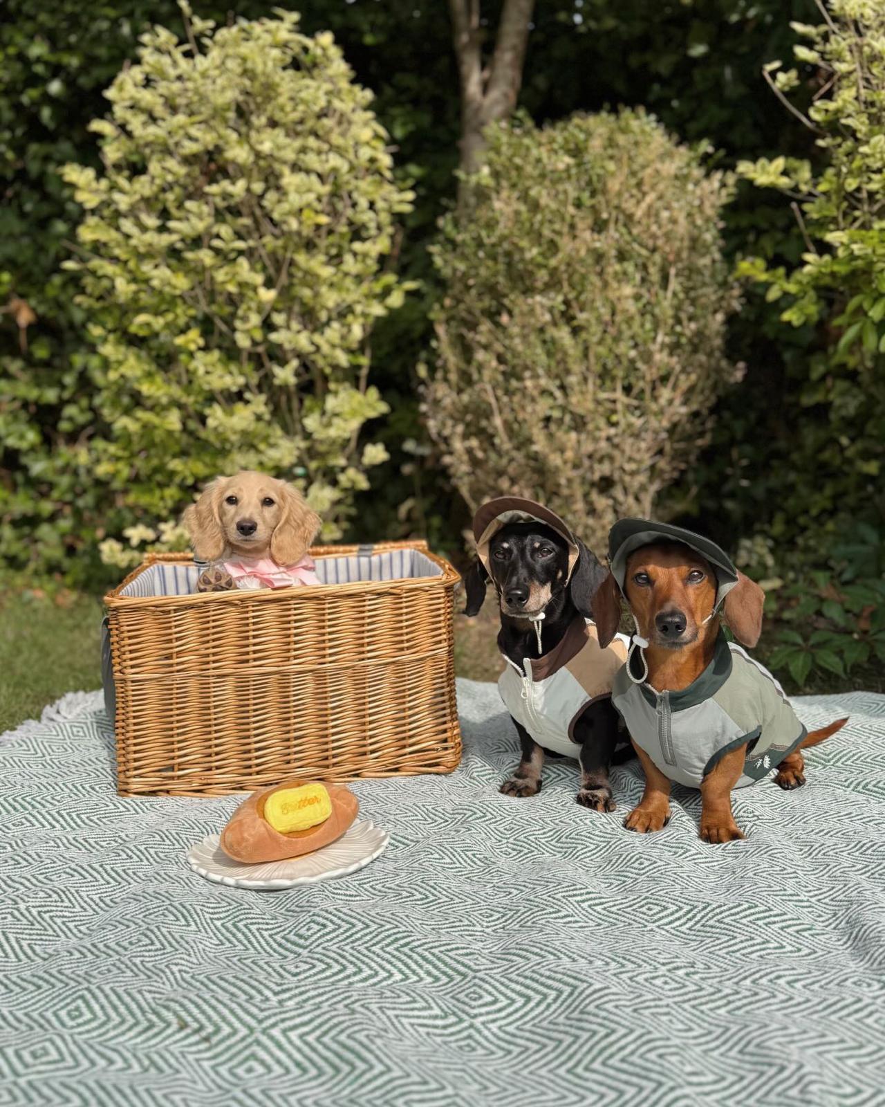 Pawelier Featured in Madame Figaro: Redefining Luxury for Pets Worldwide. Pawelier, the ultimate elegance for dogs and cats.