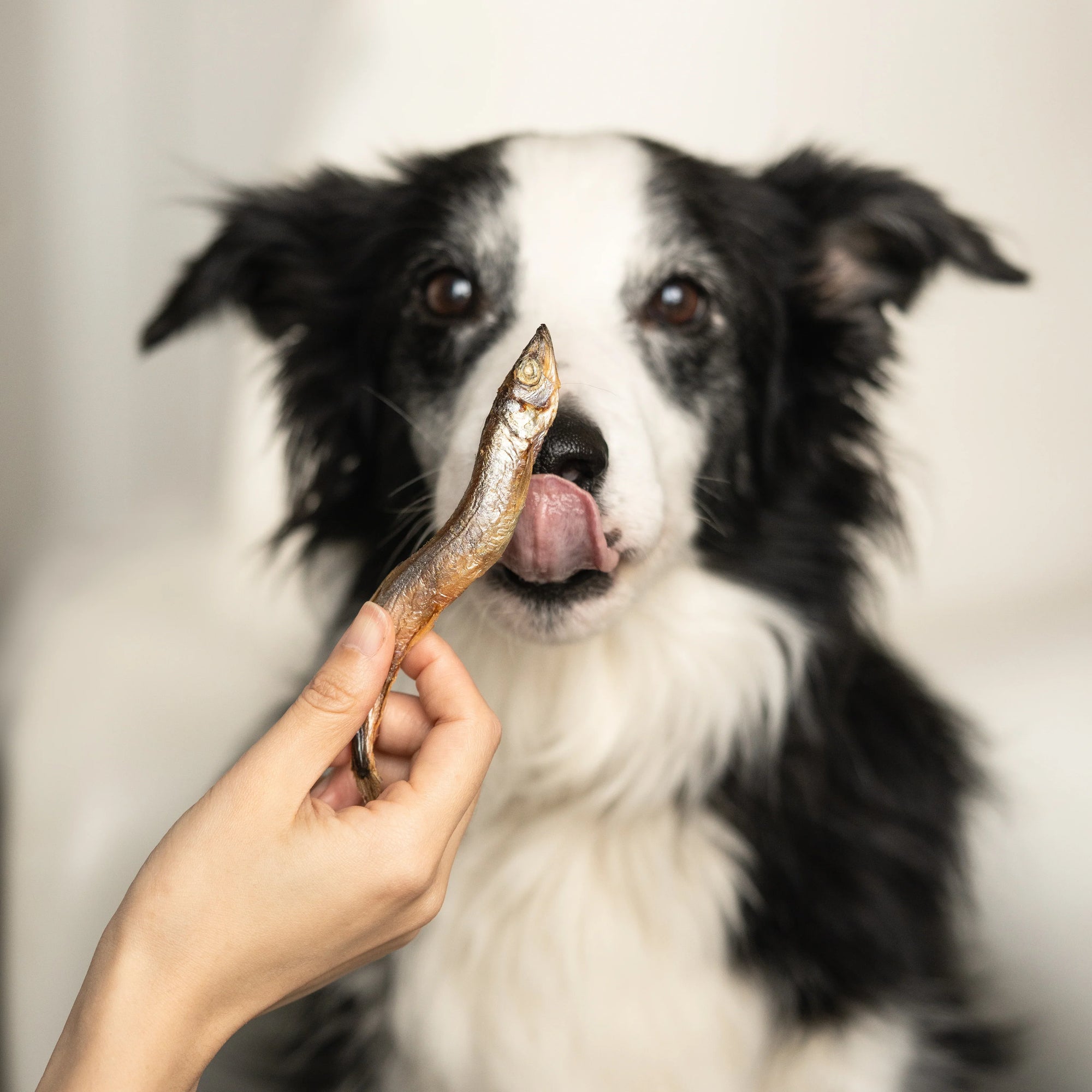 Waita Pets