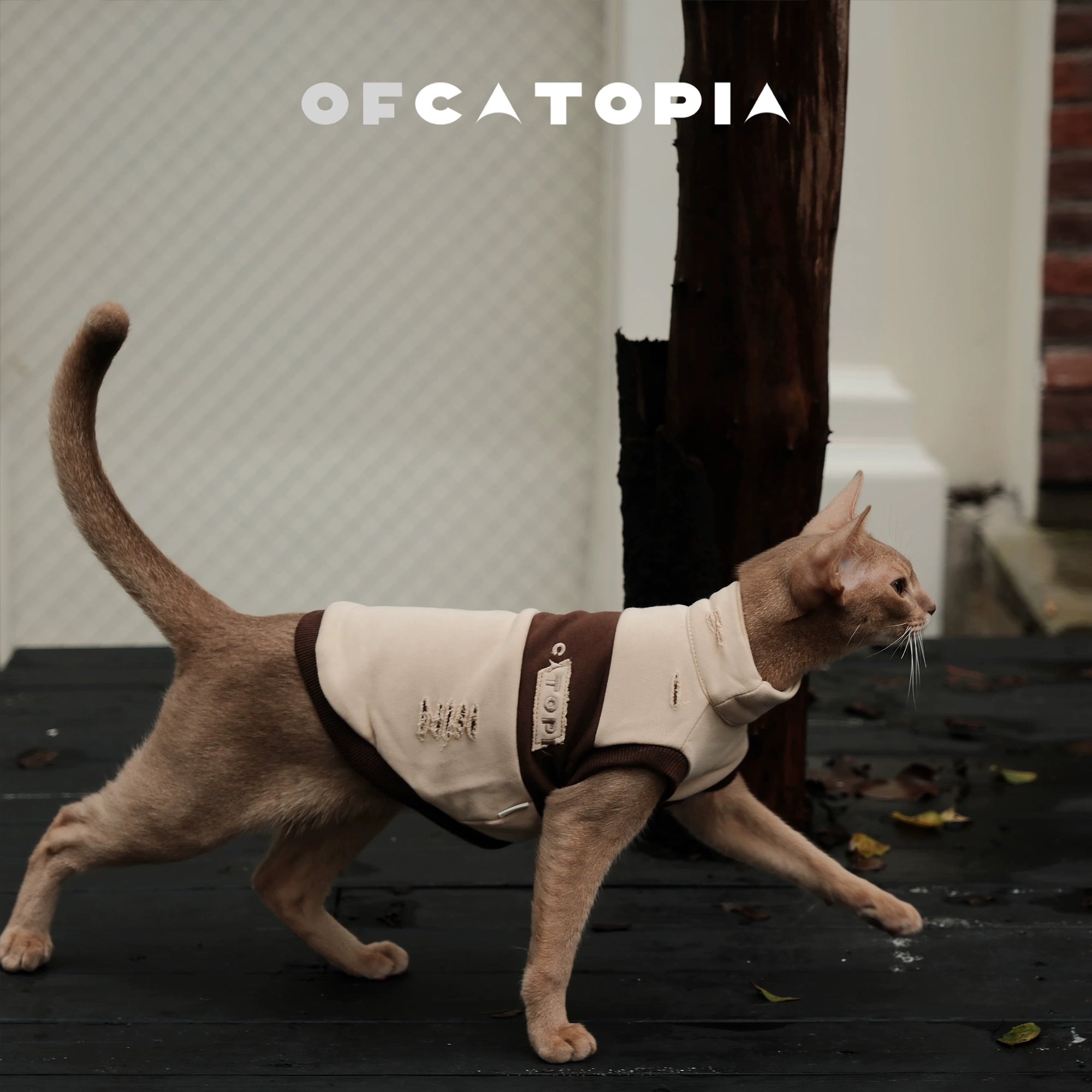 OfCatopia