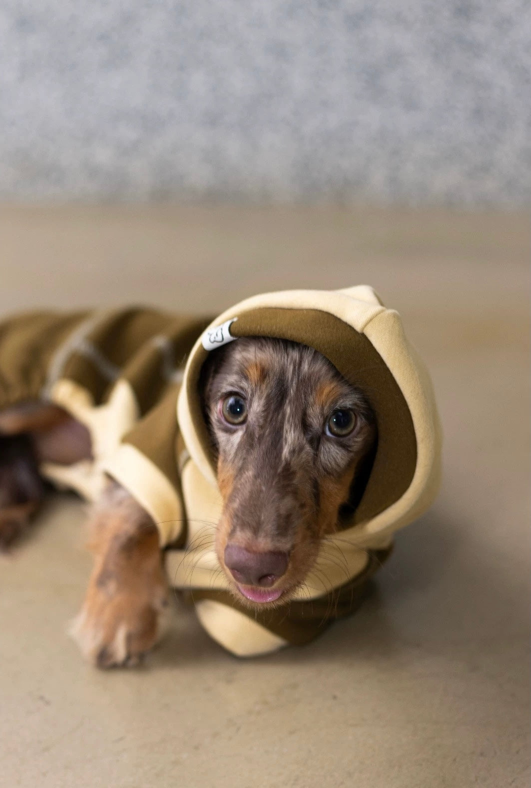 Ginger Chestnut Four-Legged