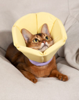 Sunflower Comfort Recovery Collar