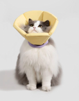 Sunflower Comfort Recovery Collar