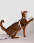 Bobo Series Everyday Harness