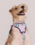 Adjustable No-Pull Dog Harness