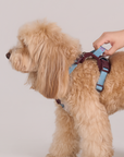 Adjustable No-Pull Dog Harness