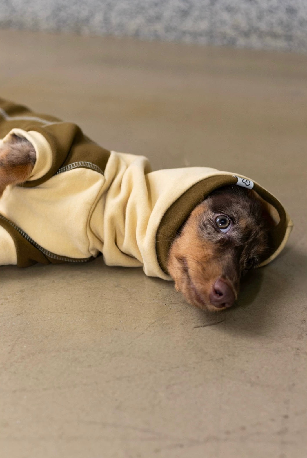 Ginger Chestnut Four-Legged