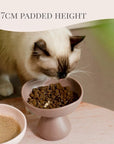 Mushroom Bowl – Award-Winning Elevated Pet Bowl