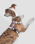 Mountain Breeze Harness Set