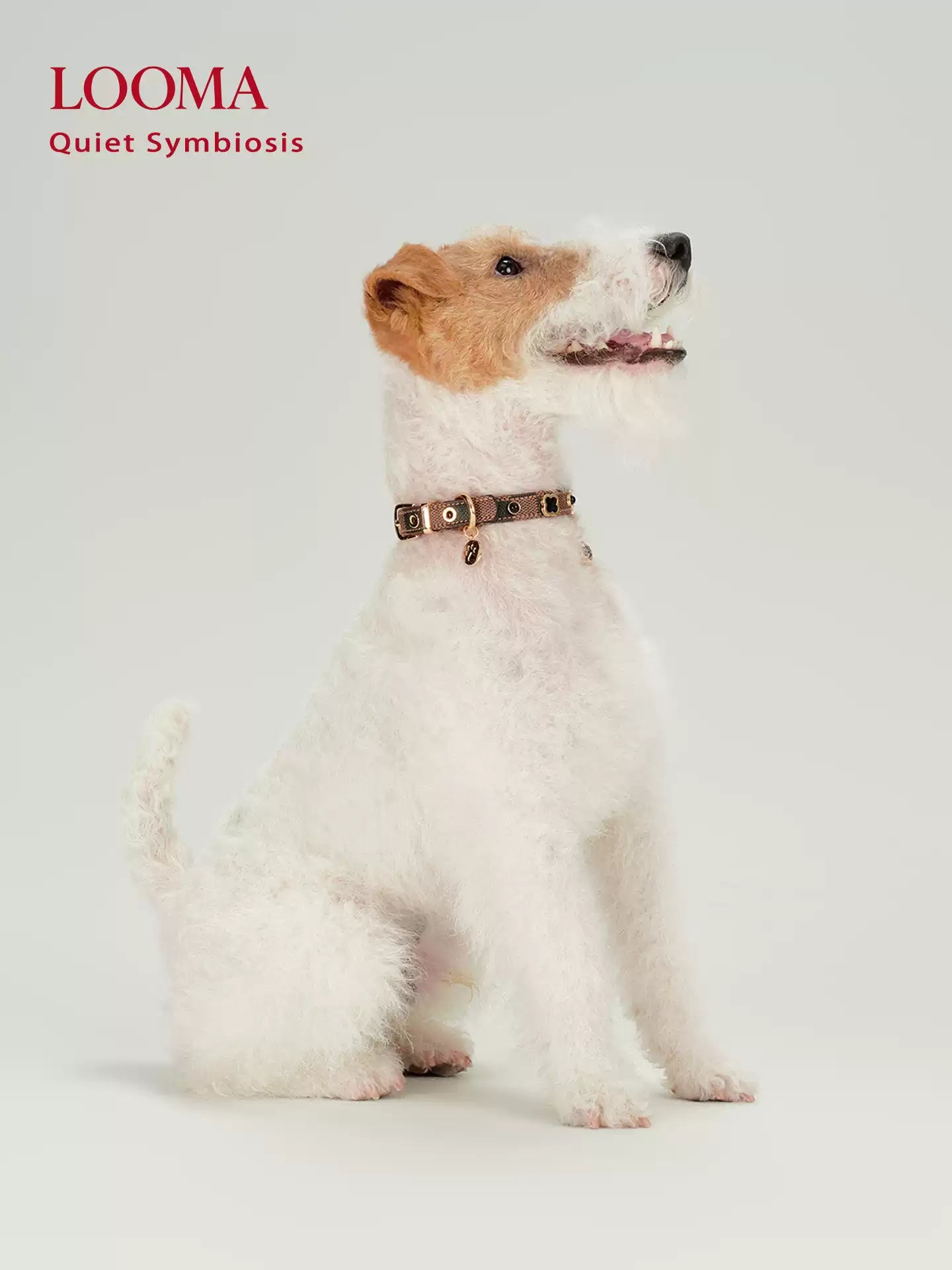 Leather Dog Collar Adjustable Pet Collar with Rhinestone Charm