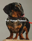 Urban Barkin Leather Walking Set