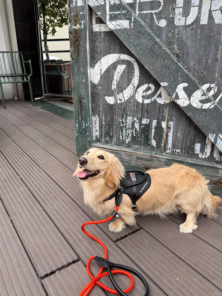 Urban Barkin Leather Walking Set