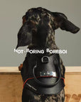Urban Barkin Leather Walking Set