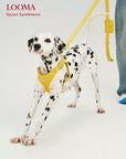 Adjustable Leather Dog Harness and Leash