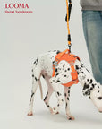 Waterproof Adjustable Pet Harness with Leash