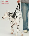 Leather Adjustable Pet Collar and Leash
