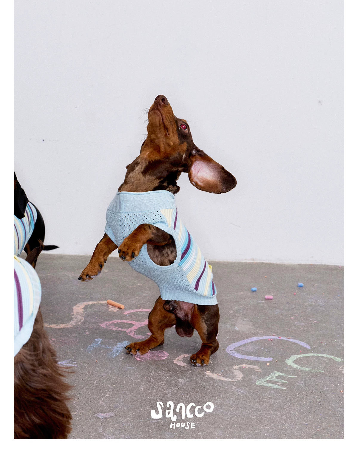 Malibu Sunset Stripe Pet Vest