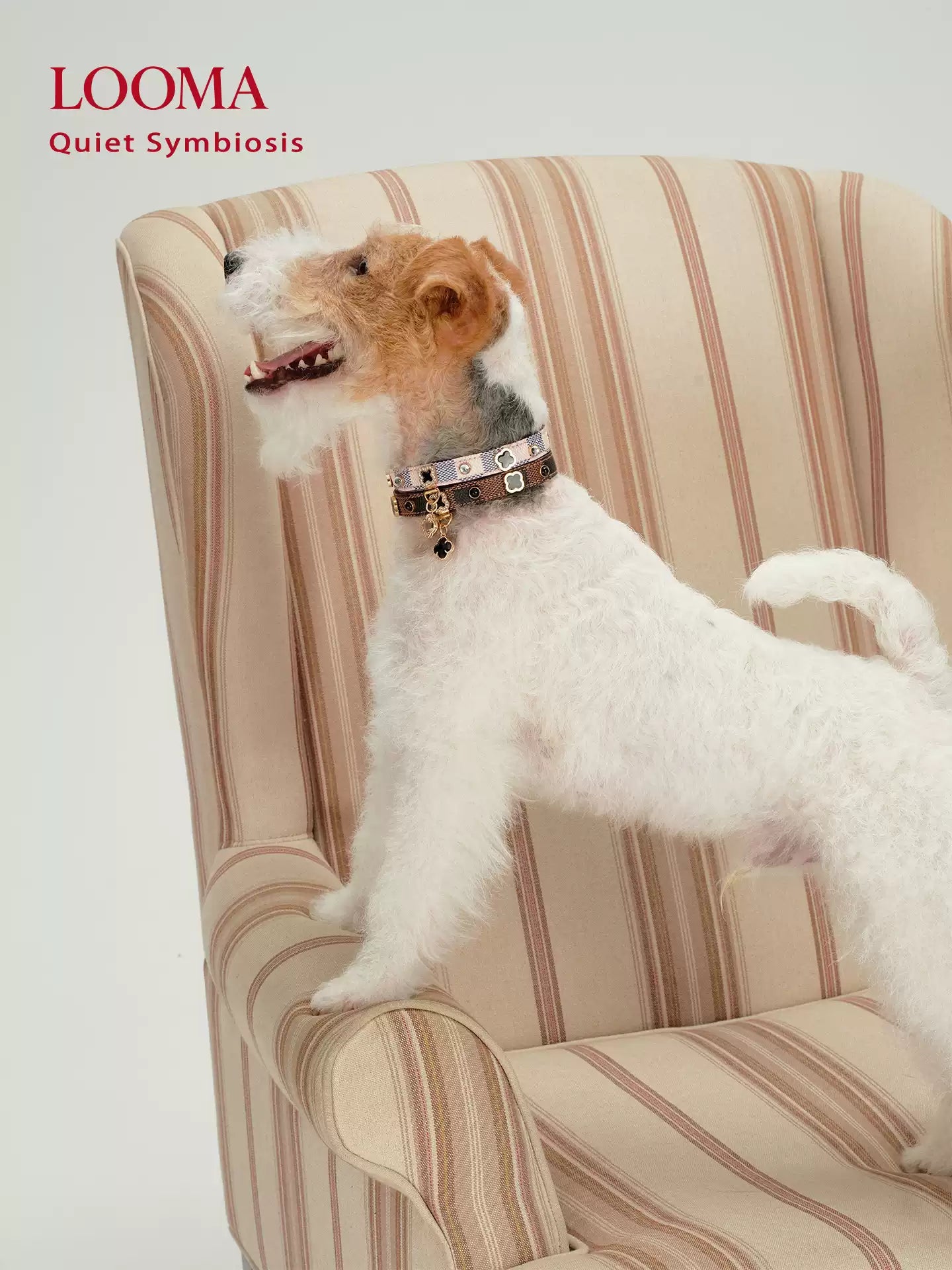 Leather Dog Collar Adjustable Pet Collar with Rhinestone Charm