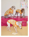 Honey Stripe Knit Pet Vest