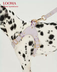 Adjustable Leather Dog Harness and Leash