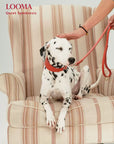 Leather Adjustable Pet Collar and Leash