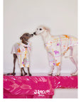 Playful Circus Lounge Pet Set