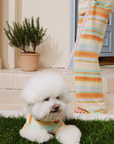 Mint Bear Dreamy Pet Pajamas