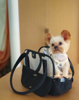 Lumi Travel Pet Carrier