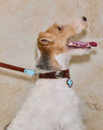 Vintage Top-Grain Pet Leather Collar and Leash Set