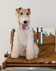 Vintage Top-Grain Pet Leather Collar and Leash Set