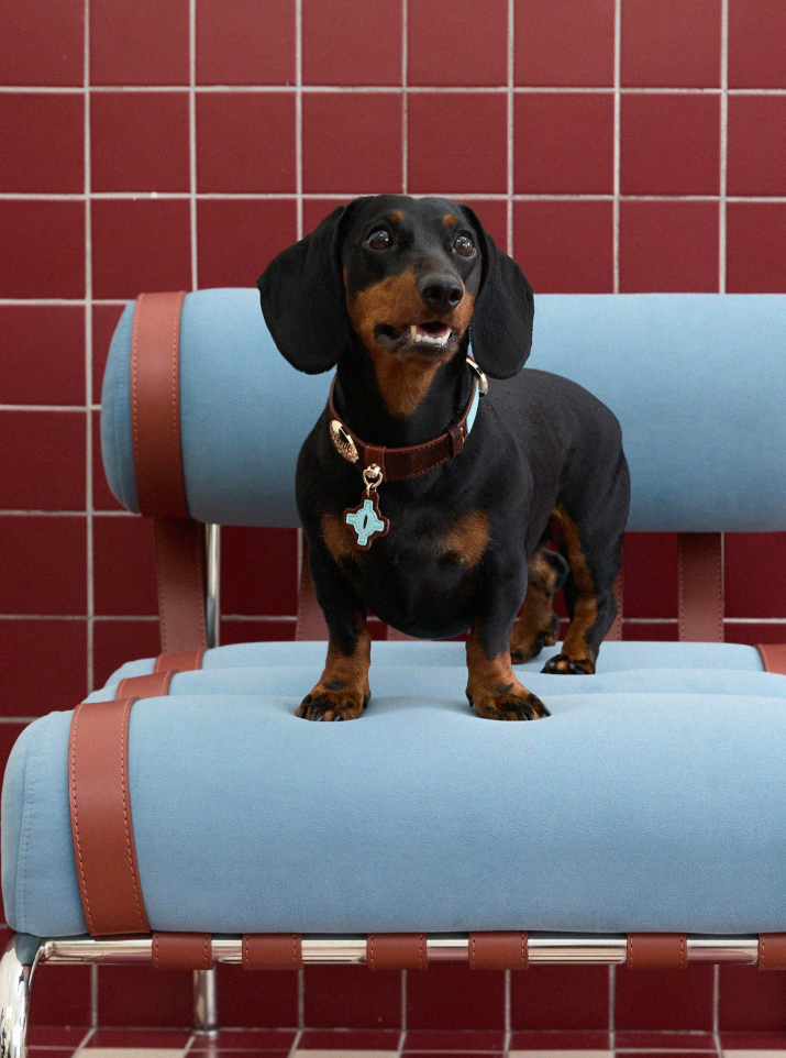 Vintage Top-Grain Pet Leather Collar and Leash Set