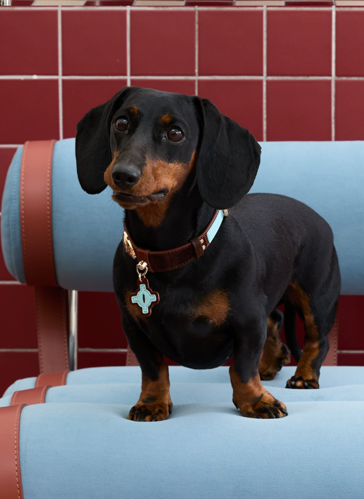 Vintage Top-Grain Pet Leather Collar and Leash Set