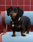 Vintage Top-Grain Pet Leather Collar and Leash Set